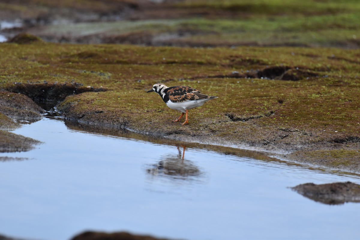 Ruddy Turnstone - ML617720914