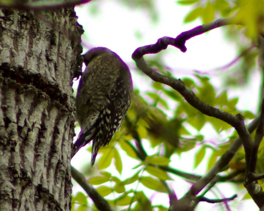 Yellow-bellied Sapsucker - Lisa Anderson