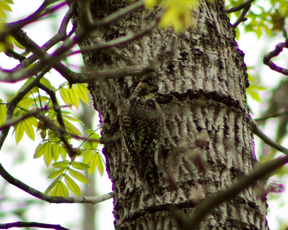 Yellow-bellied Sapsucker - Lisa Anderson