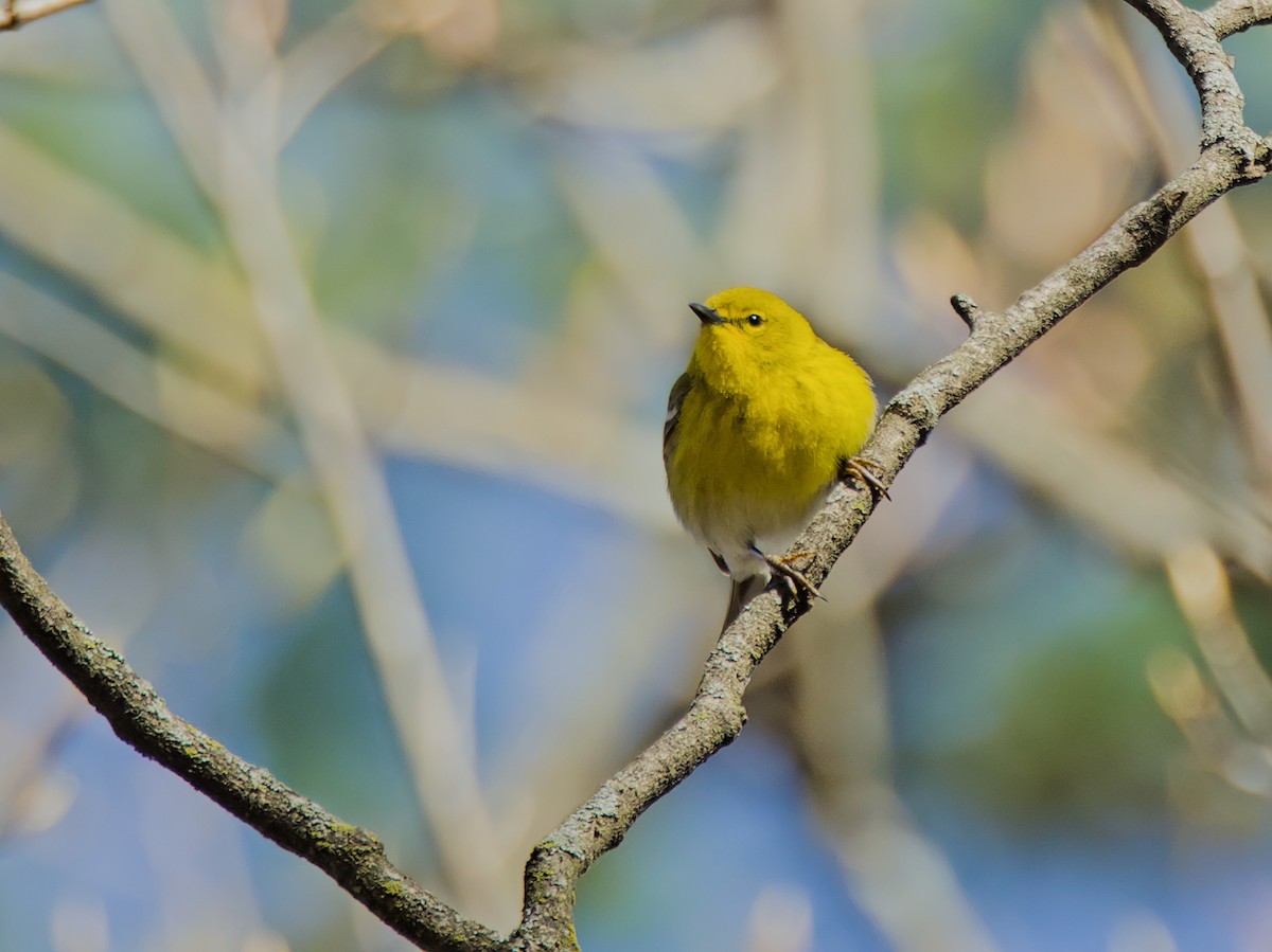 Pine Warbler - ML617720974