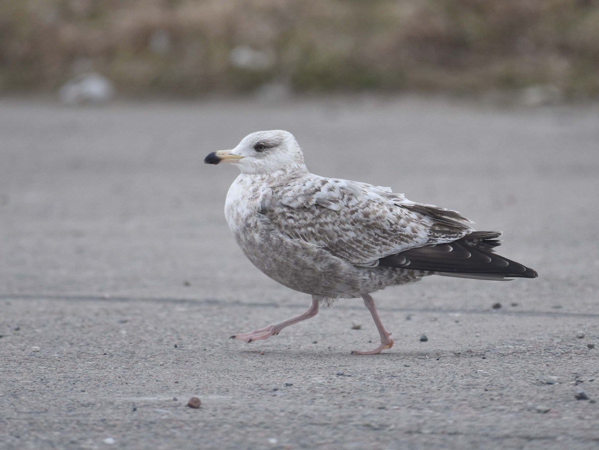 Herring Gull - ML617721042