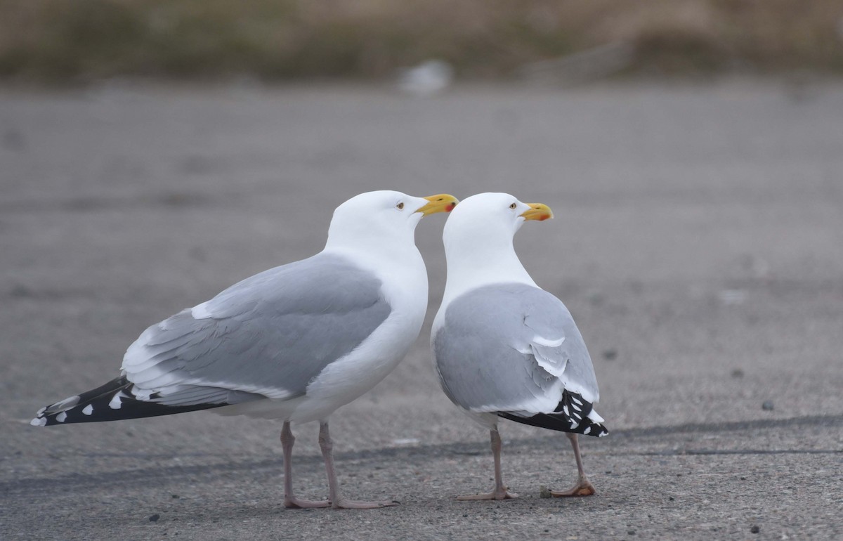 Herring Gull - ML617721044