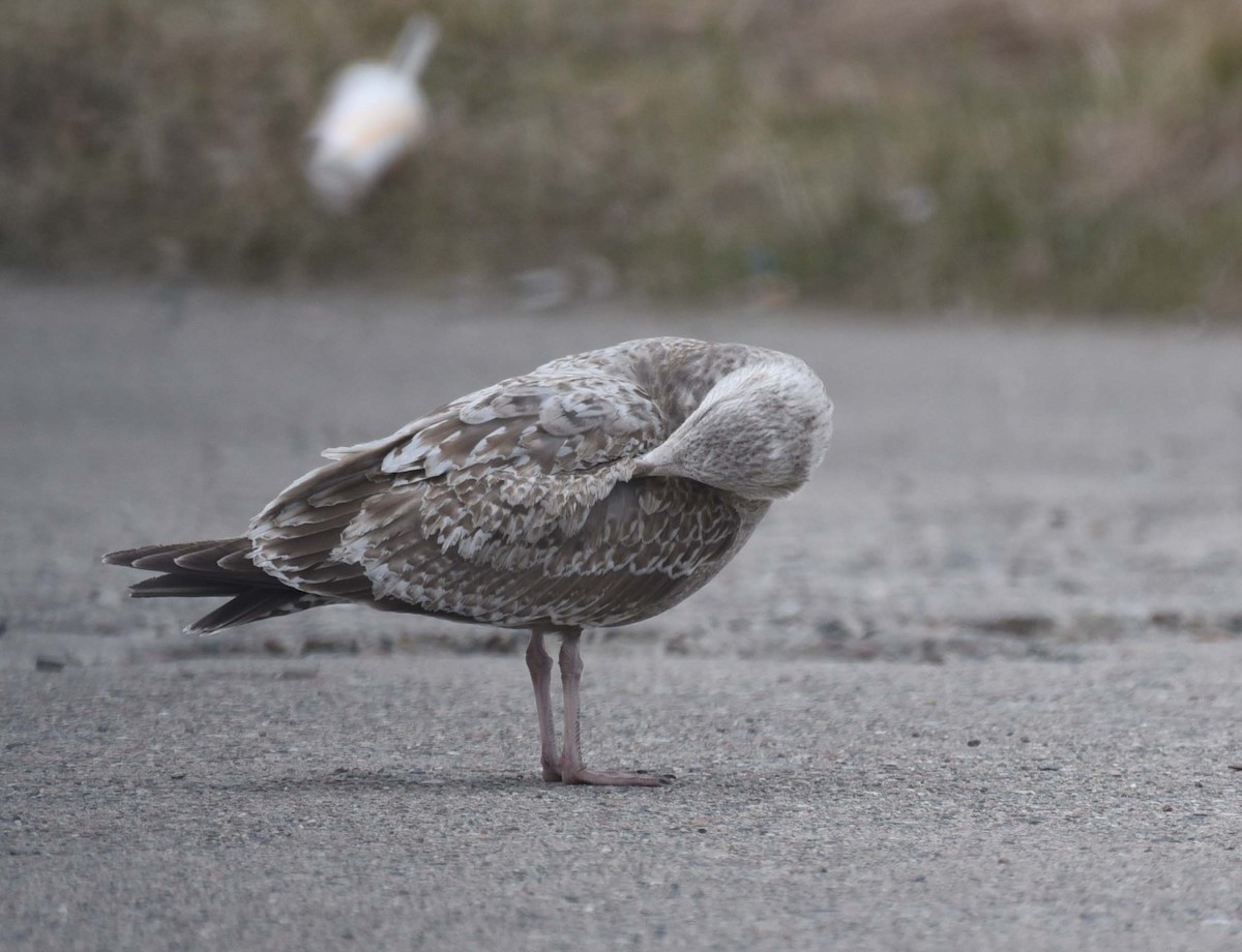 Herring Gull - ML617721045