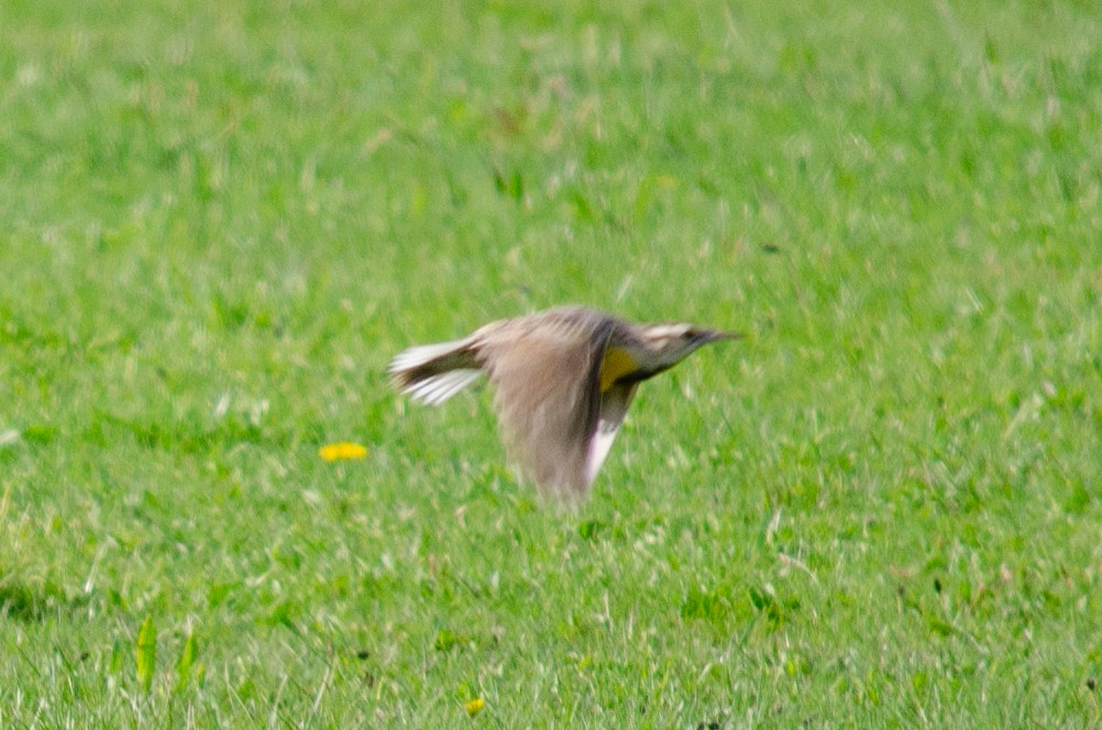 Sturnella meadowlark sp. - ML617721089