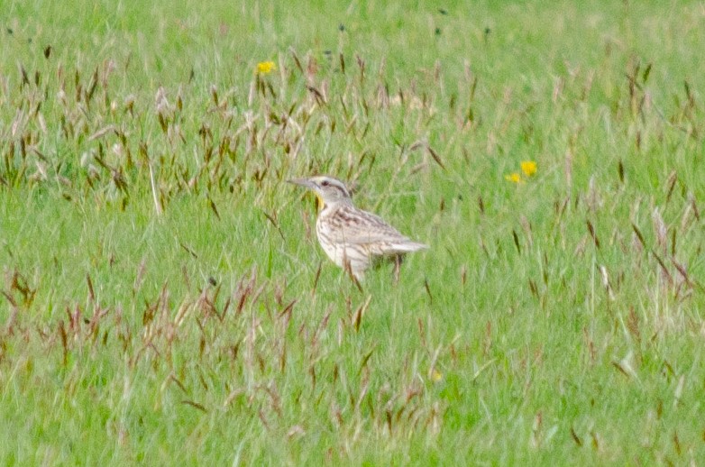 Sturnella meadowlark sp. - ML617721090