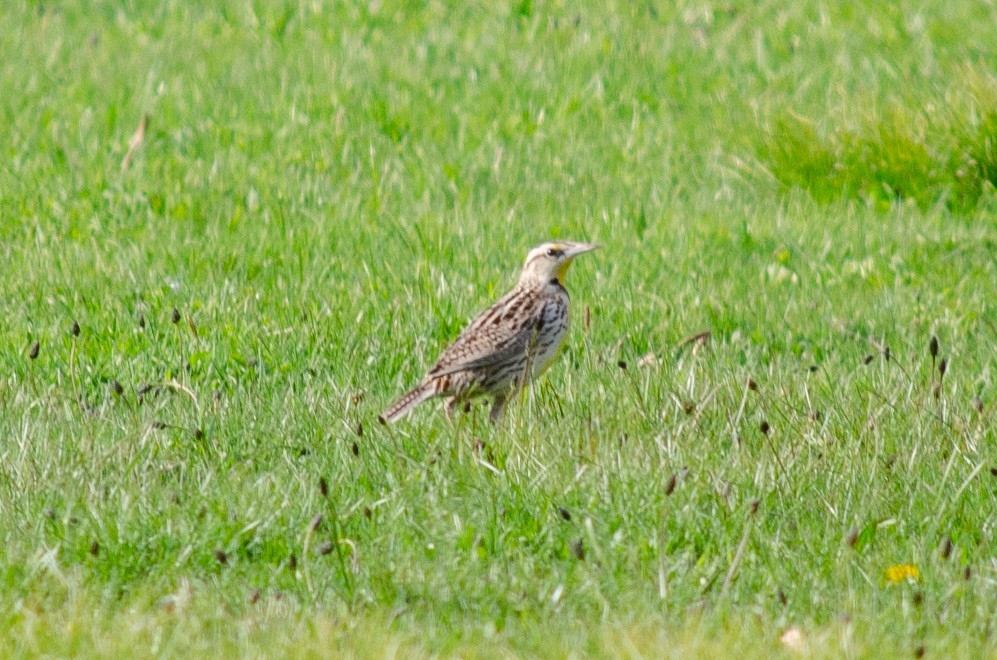 Sturnella meadowlark sp. - ML617721091