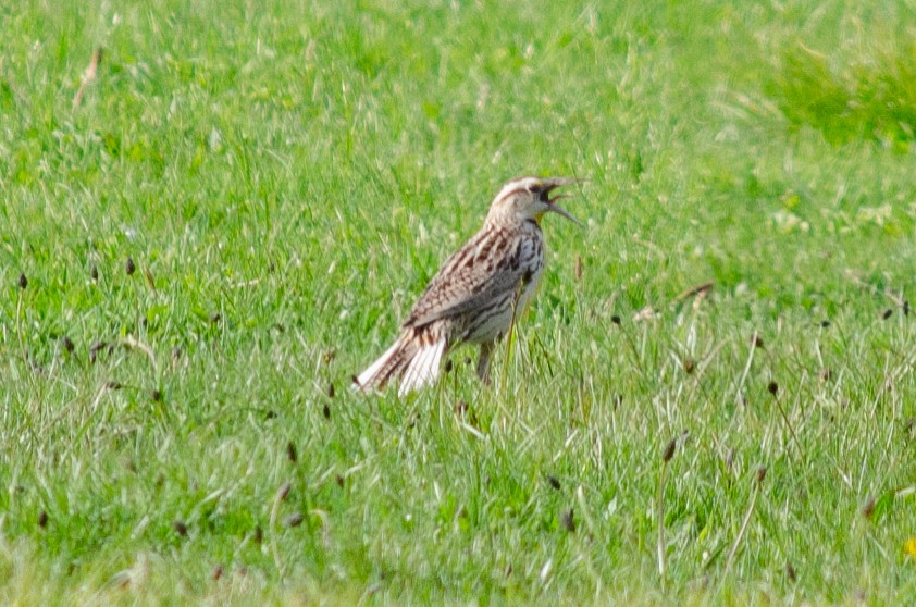 Sturnella meadowlark sp. - ML617721092