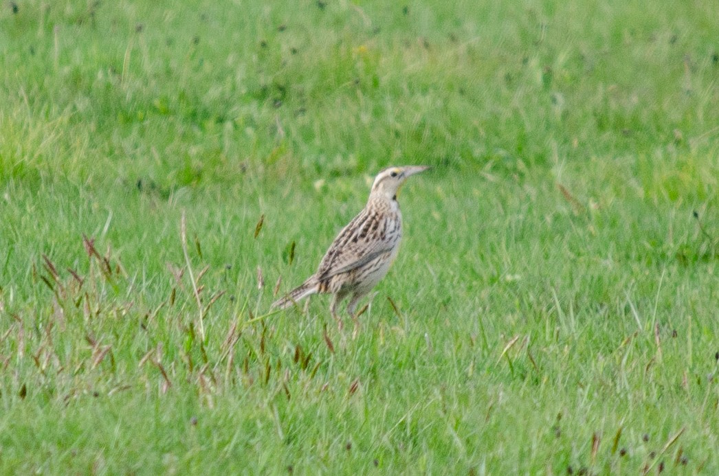 Sturnella meadowlark sp. - ML617721093