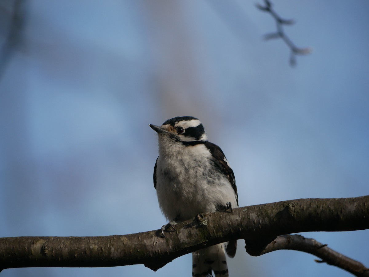 Downy Woodpecker - ML617721130