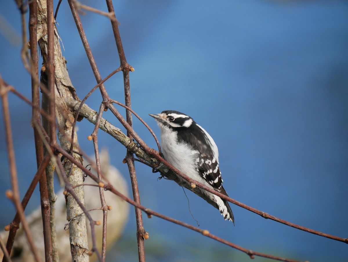 Downy Woodpecker - ML617721131