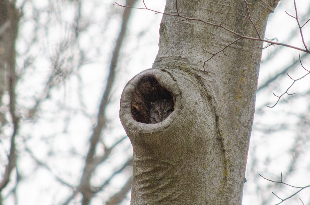 Eastern Screech-Owl (Northern) - Alison Robey