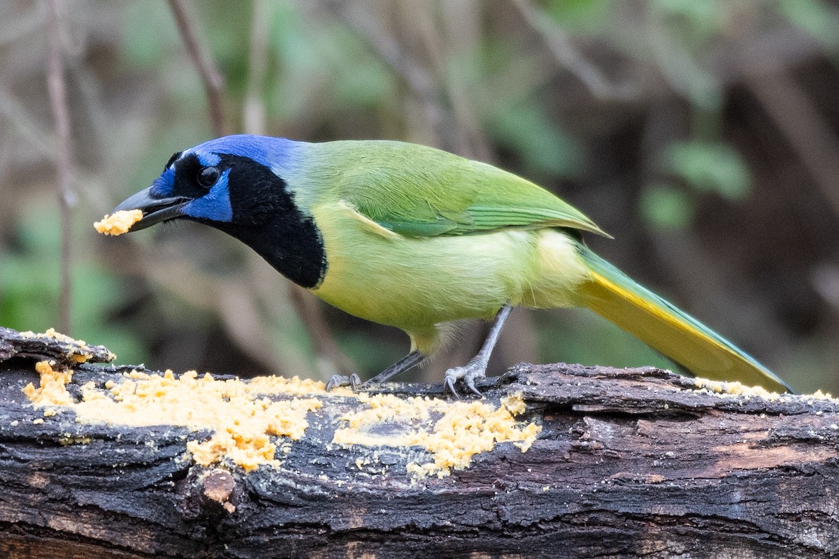 Green Jay (Green) - ML617721140