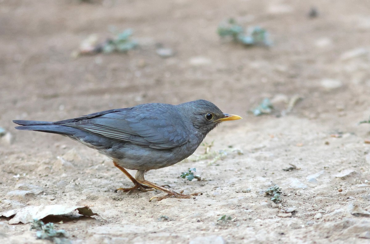 Tickell's Thrush - ML617721161