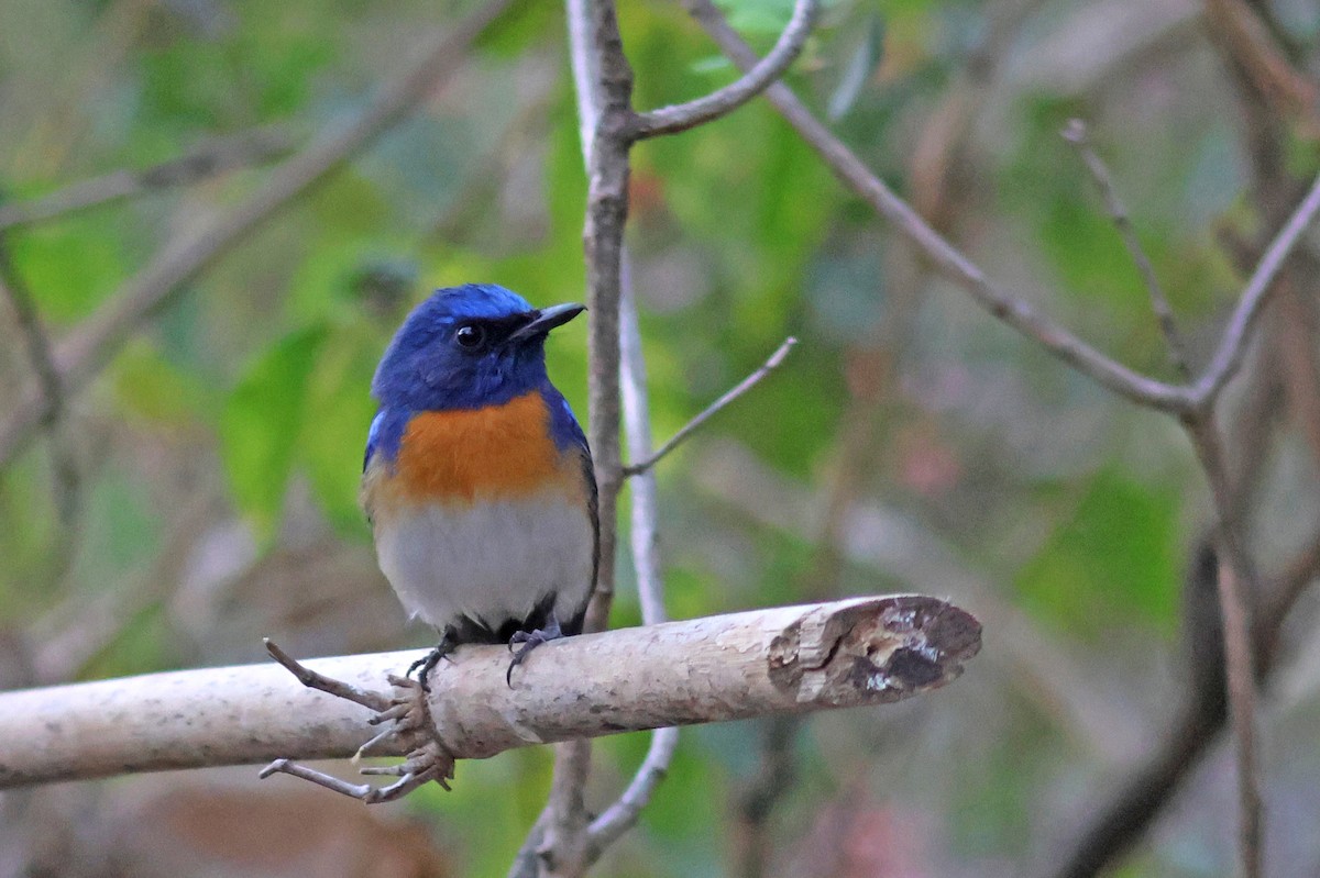 Blue-throated Flycatcher - ML617721174