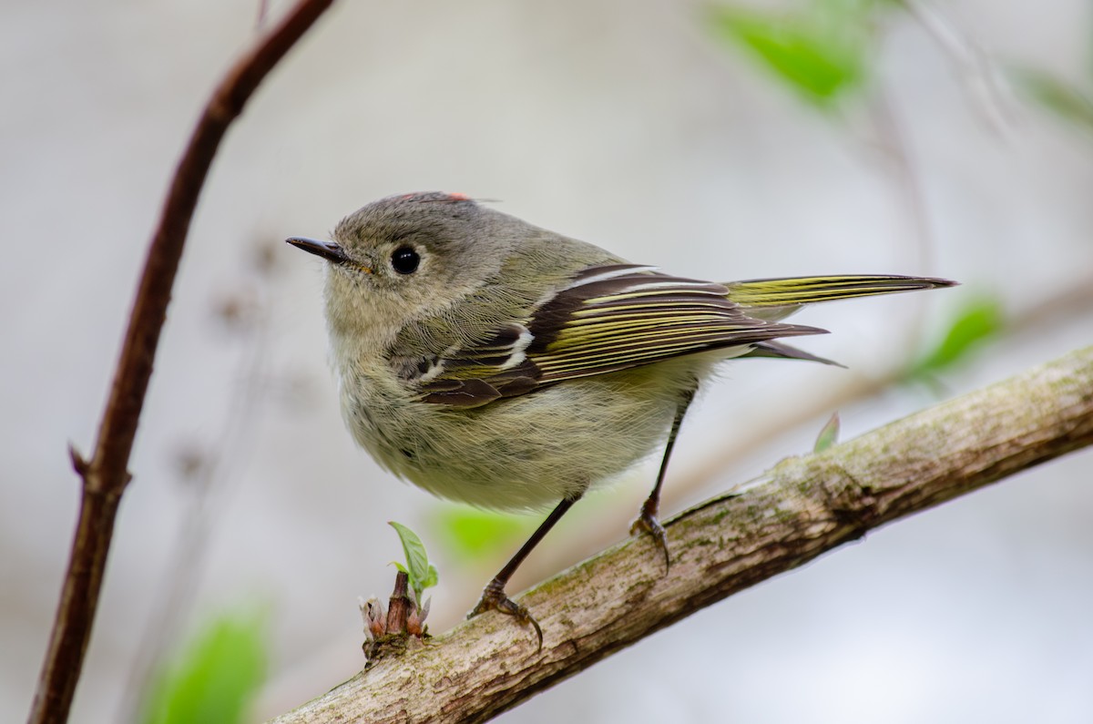 Ruby-crowned Kinglet - Alison Robey