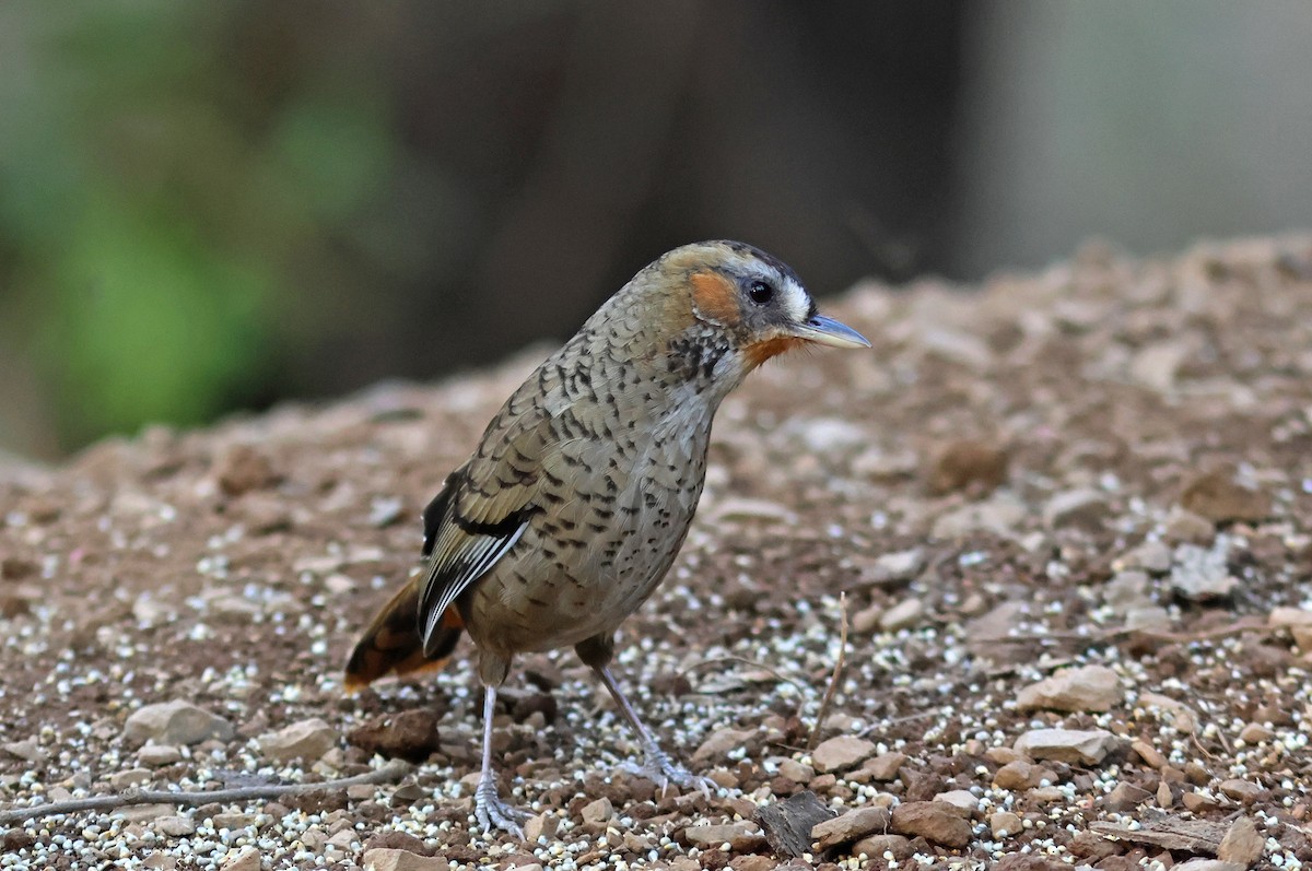 Rufous-chinned Laughingthrush - ML617721198