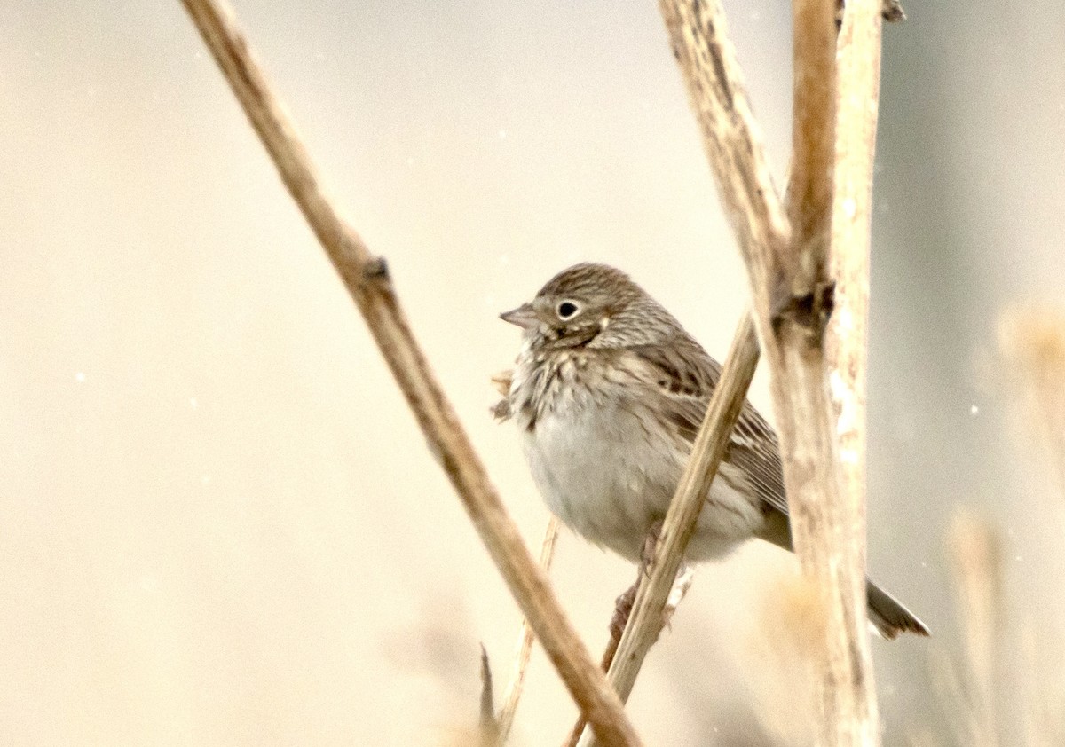 Vesper Sparrow - David Fraide