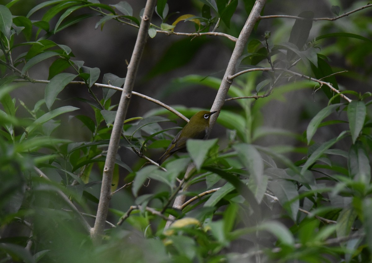 Warbling White-eye - ML617721250