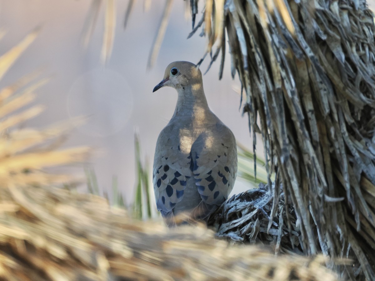 Mourning Dove - ML617721280