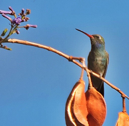 Broad-billed Hummingbird - ML617721334