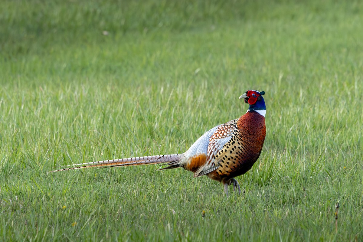 Ring-necked Pheasant - Brad Reinhardt