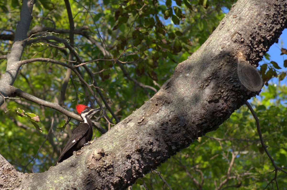 Pileated Woodpecker - ML617721402