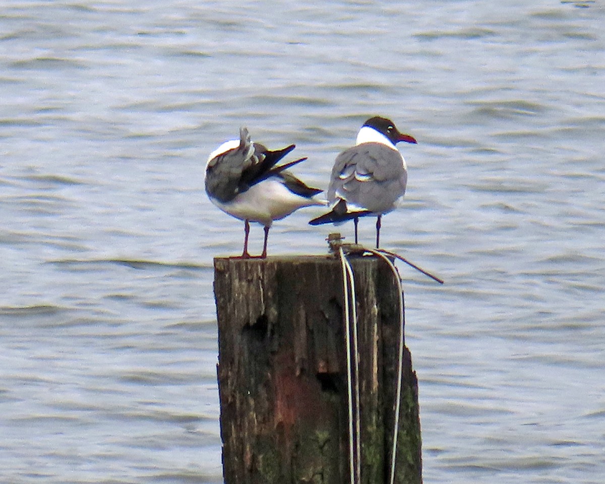 Laughing Gull - ML617721418