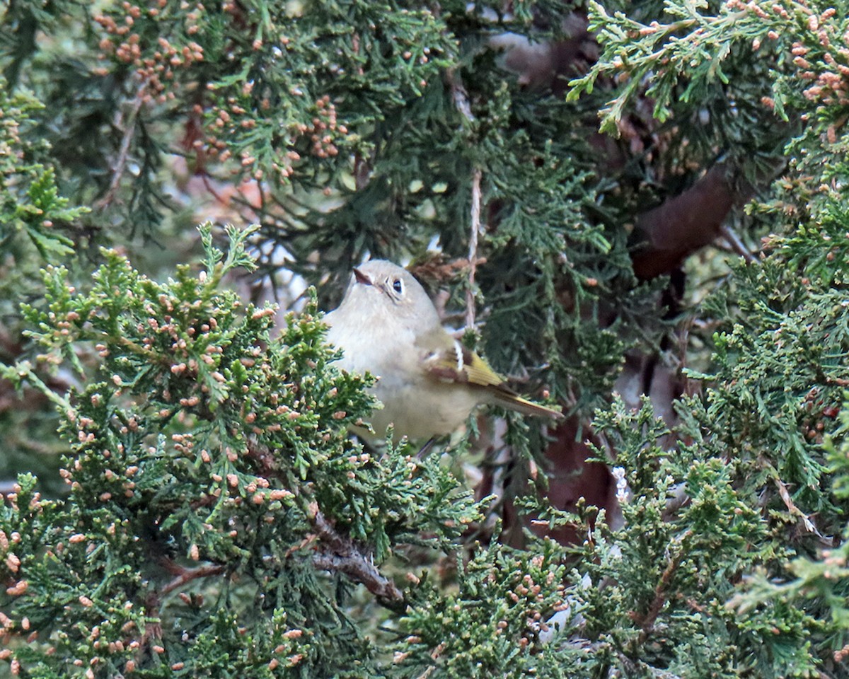 Ruby-crowned Kinglet - ML617721436