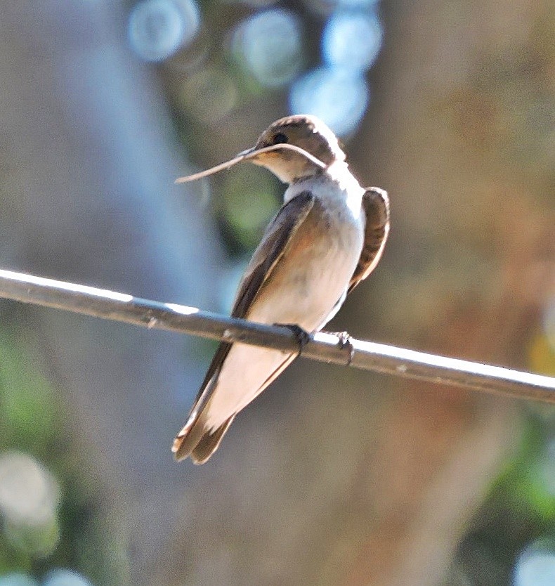 Northern Rough-winged Swallow - ML617721439