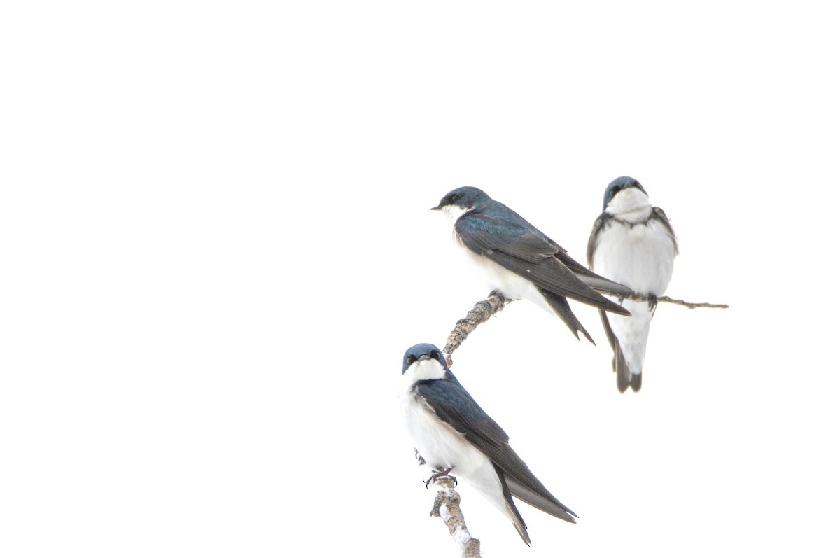 Golondrina Bicolor - ML617721443