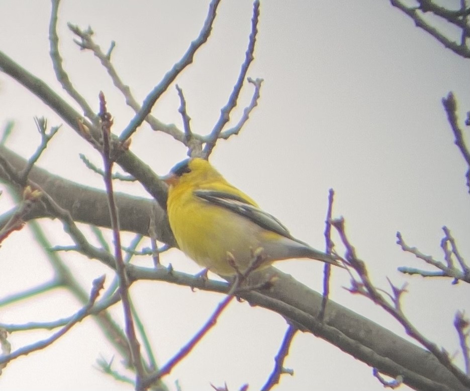 American Goldfinch - ML617721457