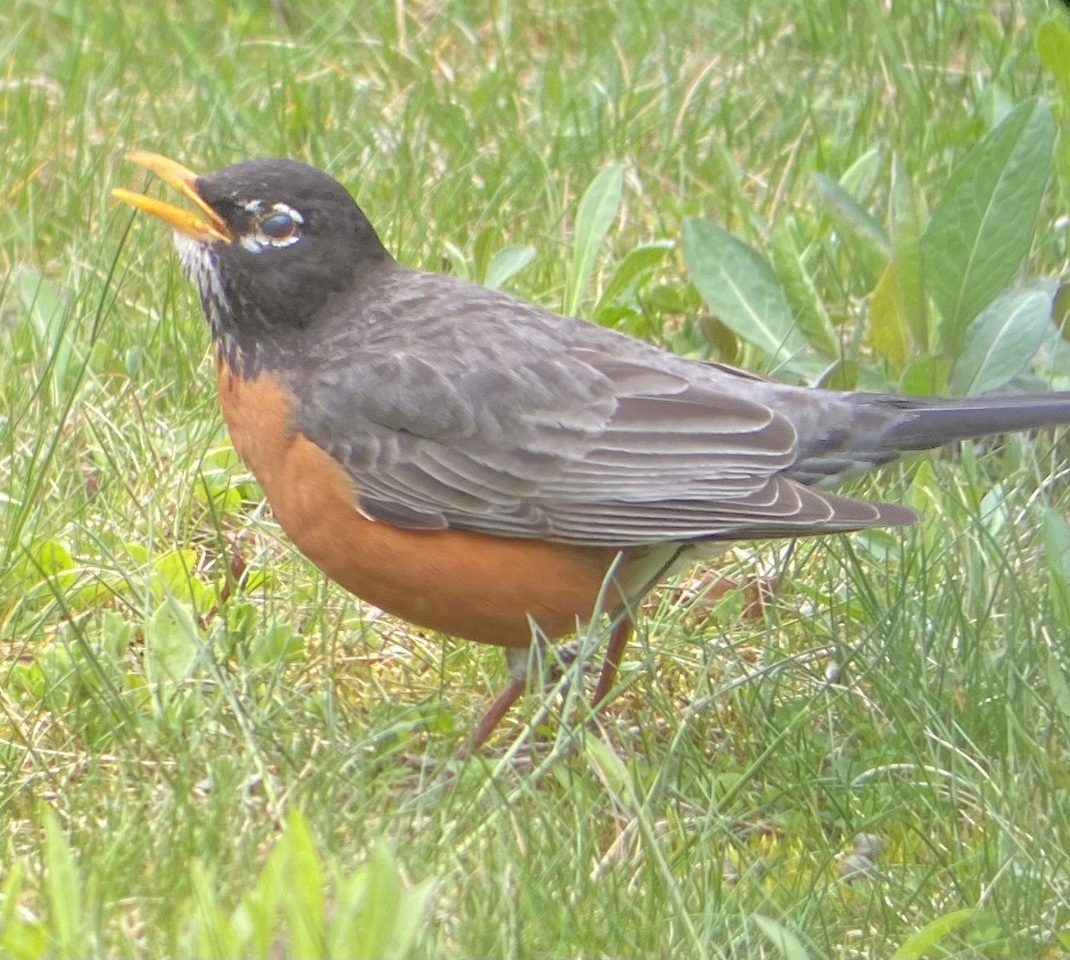 American Robin - ML617721472