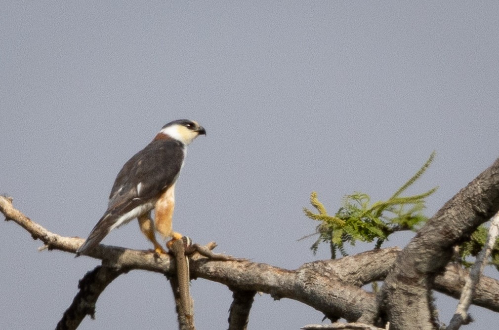 Pearl Kite - Beatrix Pond