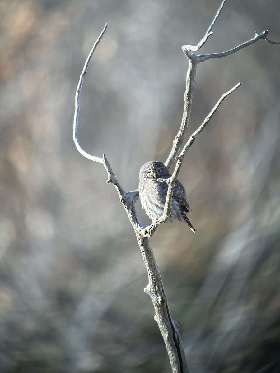 Northern Pygmy-Owl - ML617721512