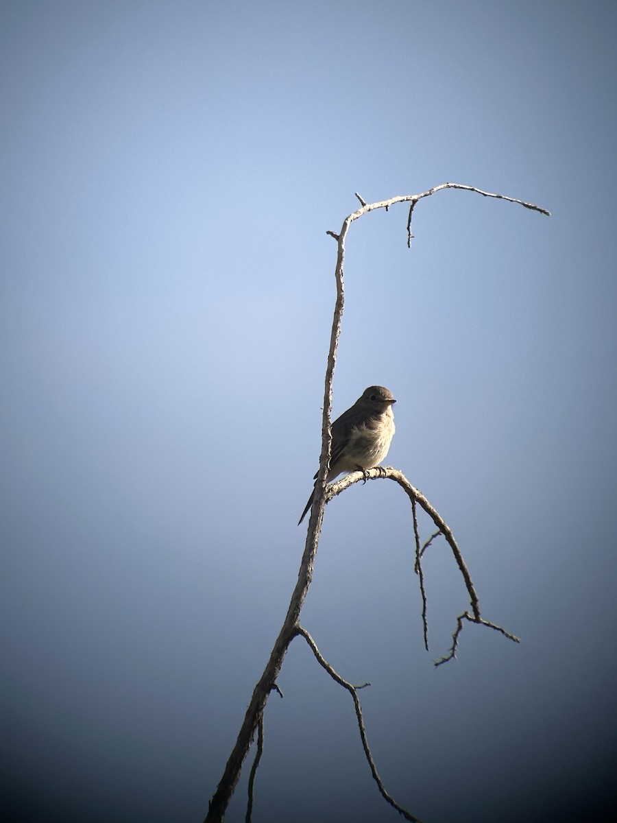 Gray Flycatcher - ML617721521