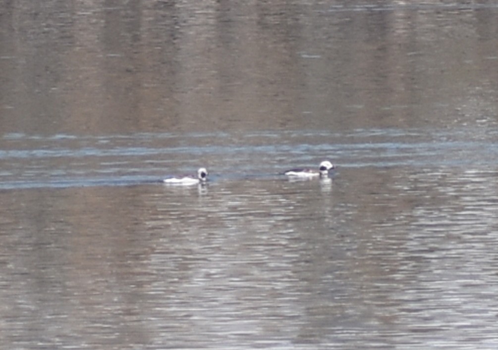 Long-tailed Duck - ML617721556
