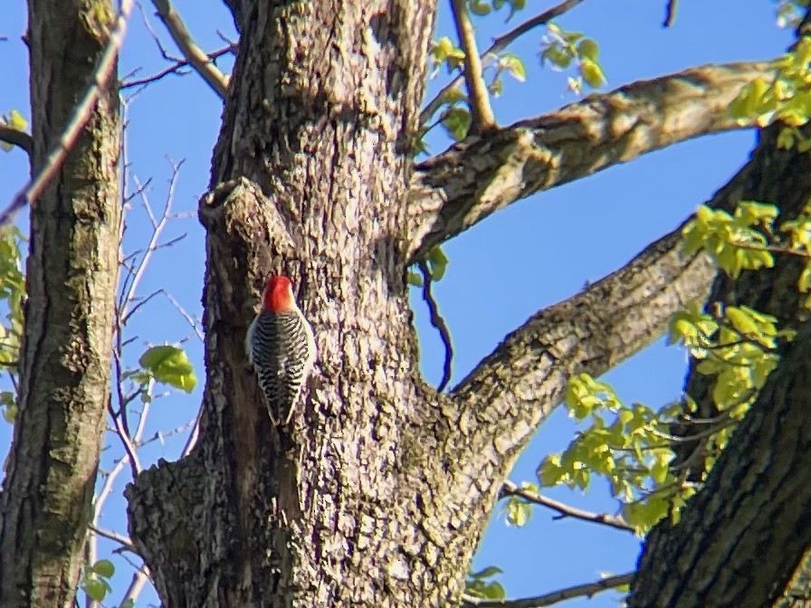 Red-bellied Woodpecker - ML617721572