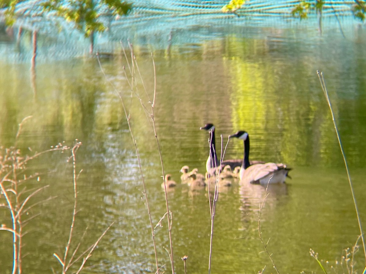 Canada Goose - ML617721586