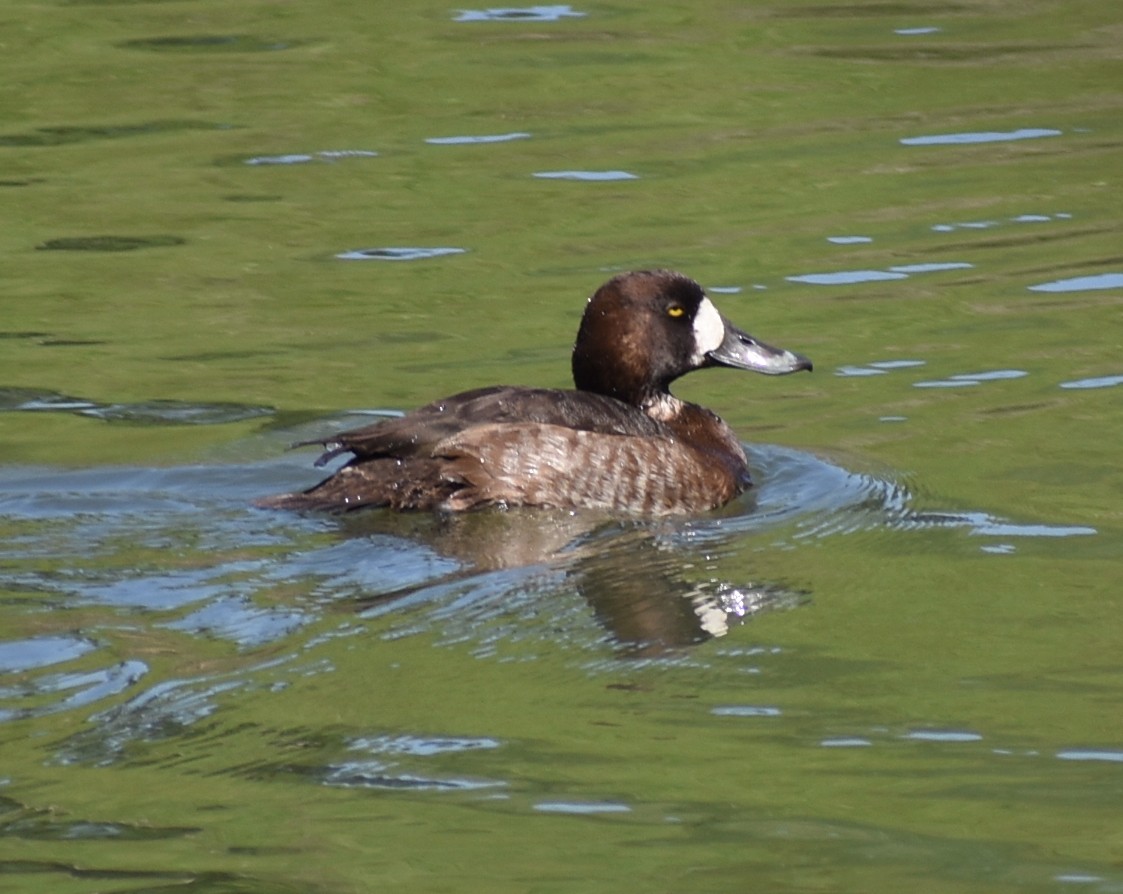 Greater/Lesser Scaup - ML617721594