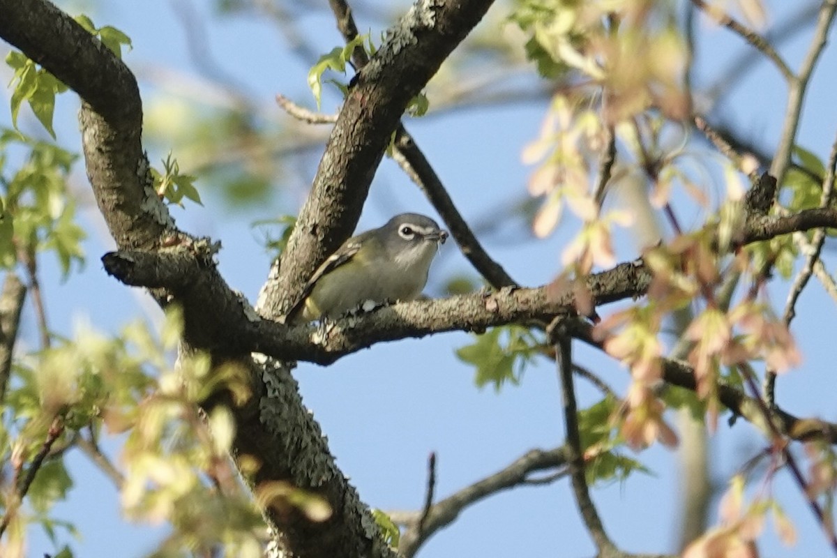 Mavi Başlı Vireo - ML617721595