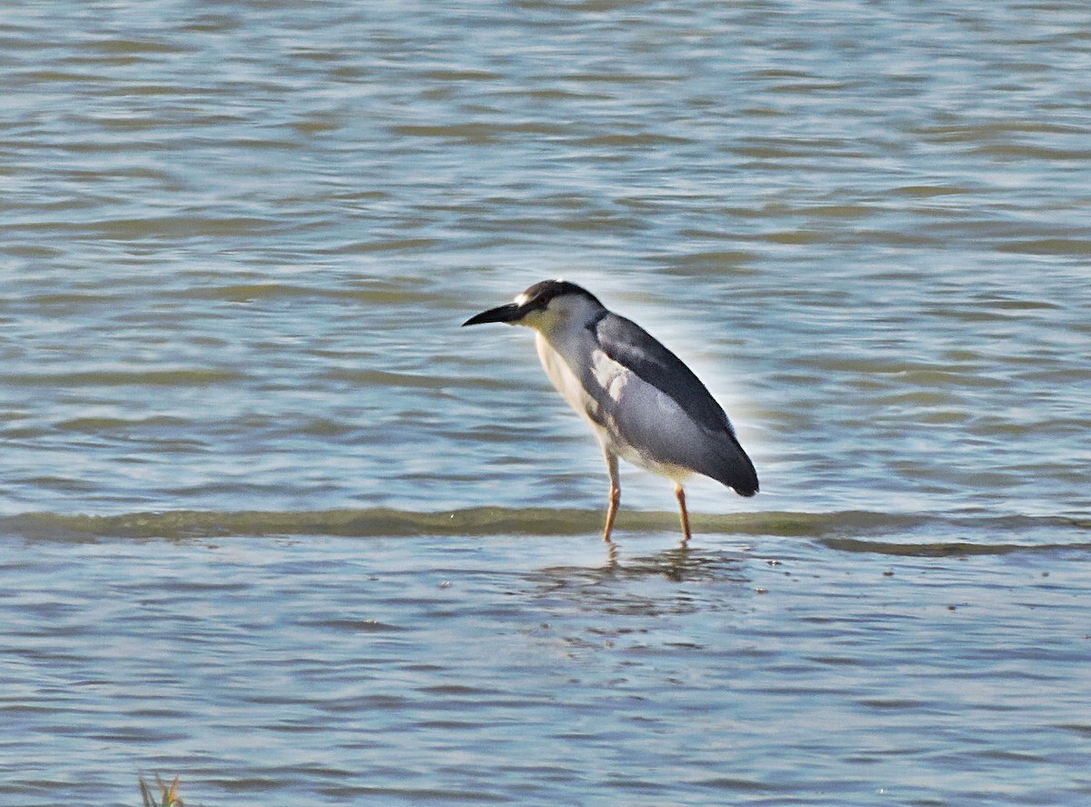 Black-crowned Night Heron - ML617721598