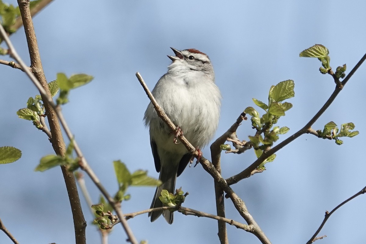 Chipping Sparrow - gretchen buxton