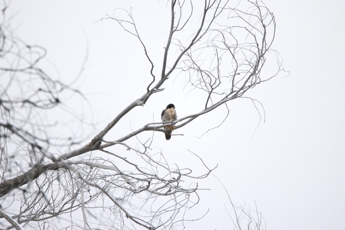 Peregrine Falcon - David Fraide