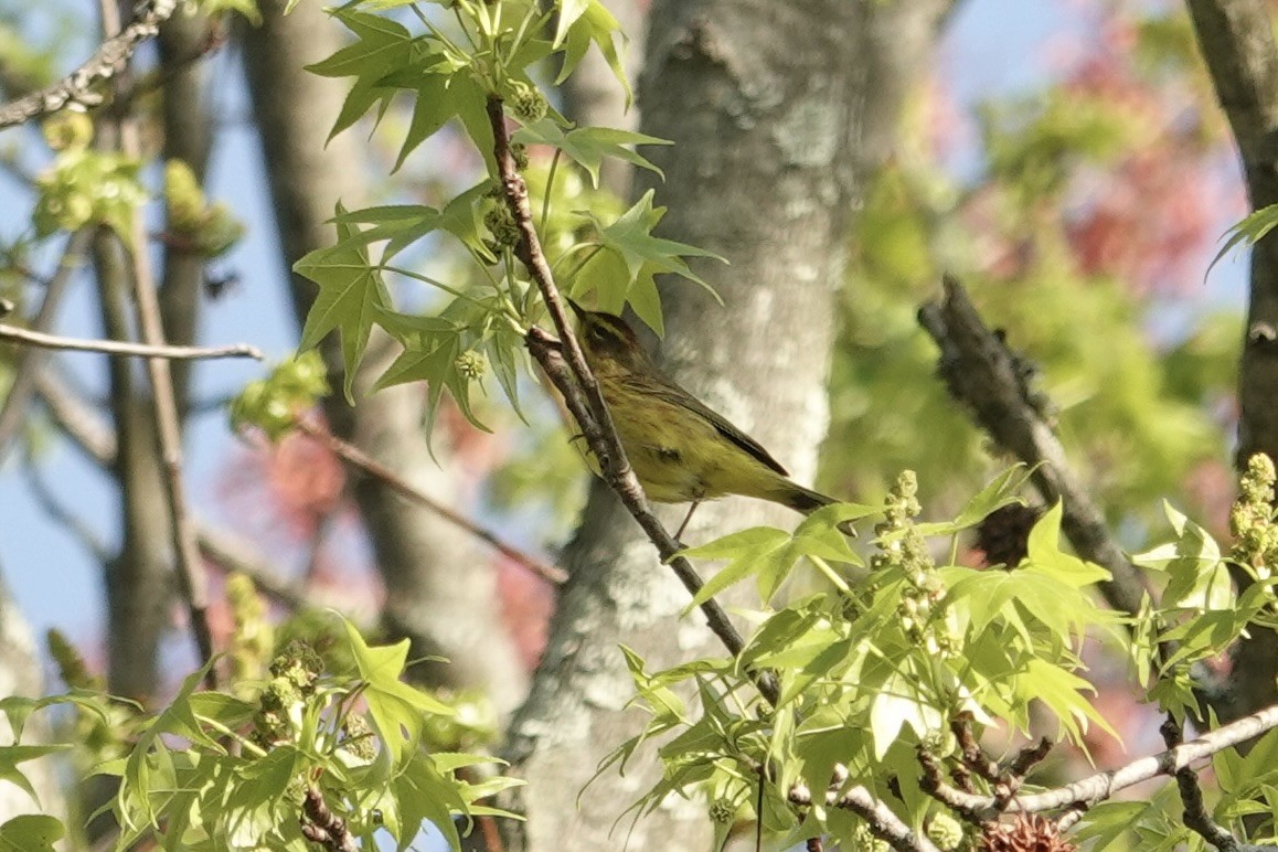 Paruline à couronne rousse - ML617721630