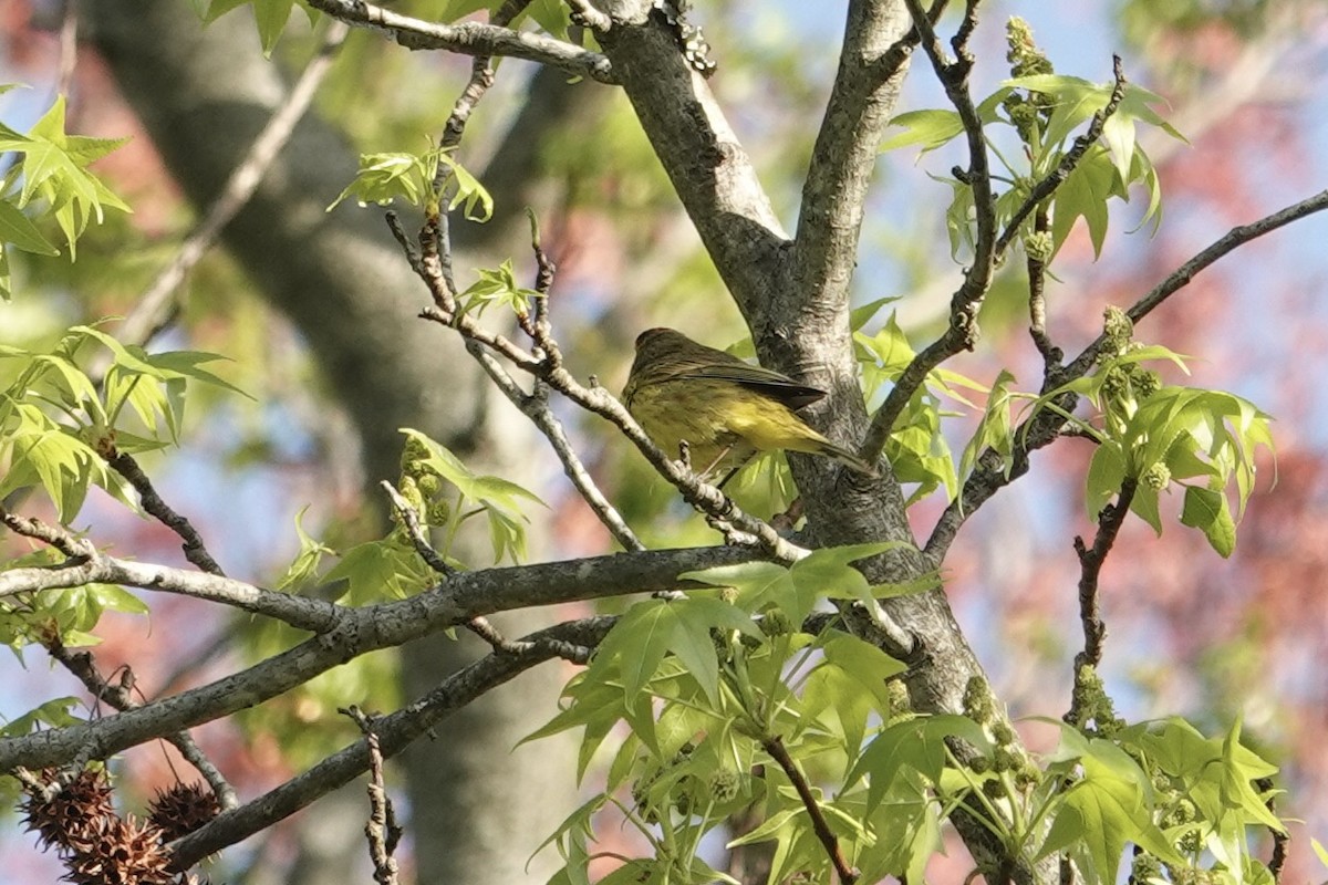 Palm Warbler - ML617721631