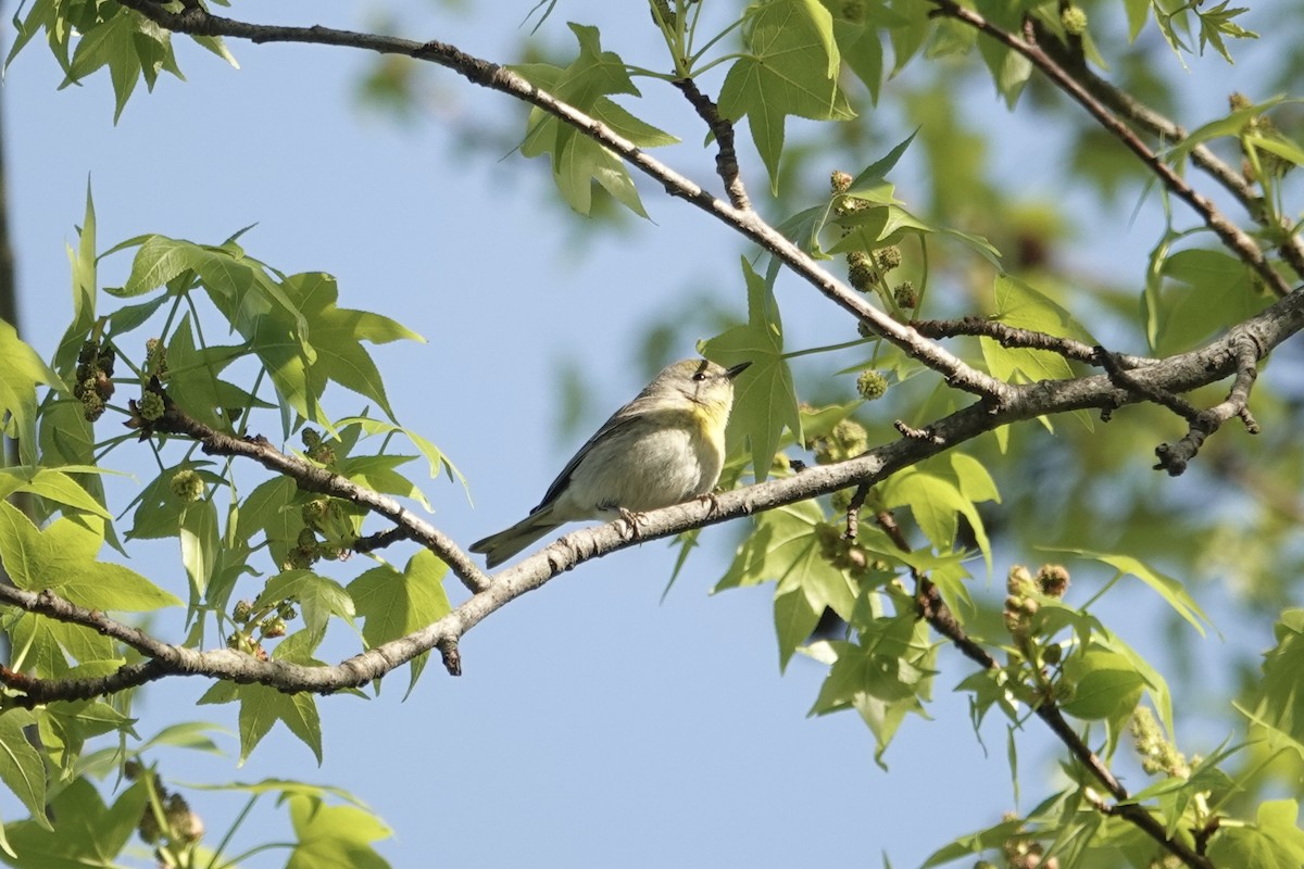 Pine Warbler - gretchen buxton