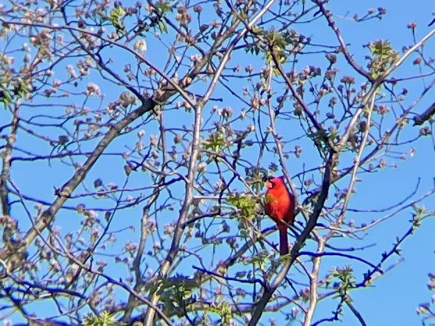 Cardinal rouge - ML617721651