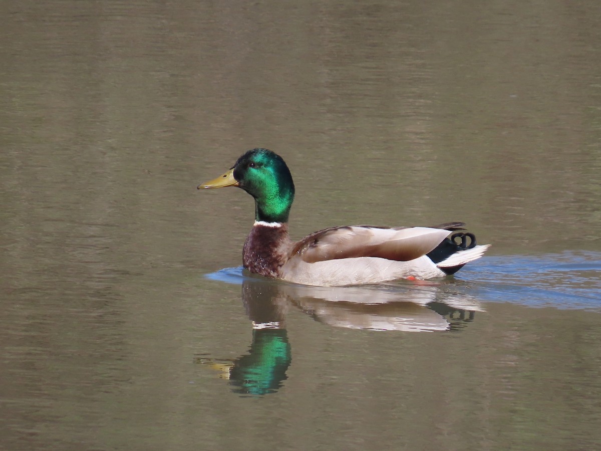 Canard colvert - ML617721653