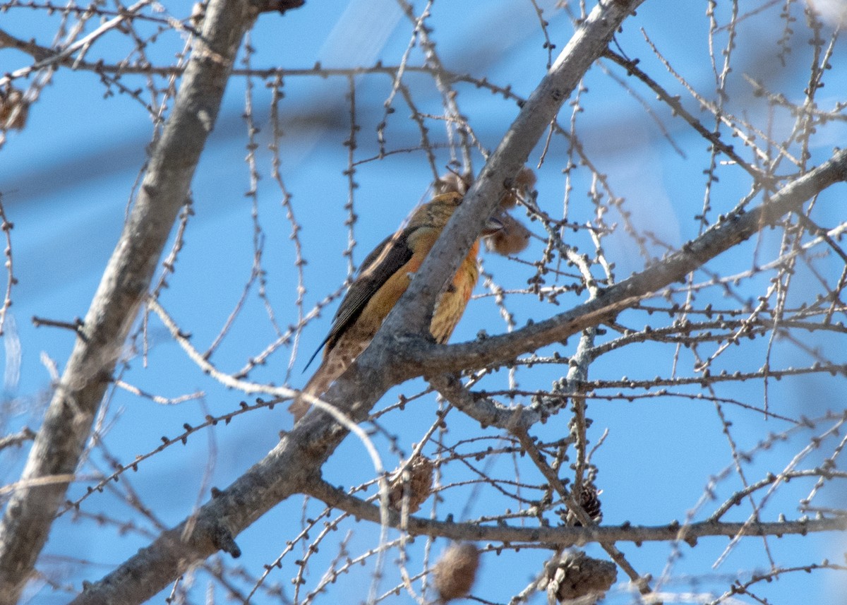 Red Crossbill - ML617721655