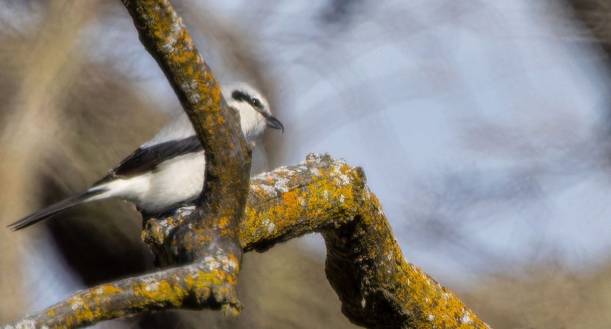 Northern Shrike - ML617721668